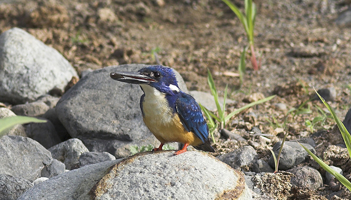 Image of Half-collared Kingfisher sitting on a rock