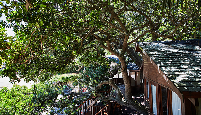 Chalet nestled under indigenous Milkwood trees surrounded by greenery in Knysna