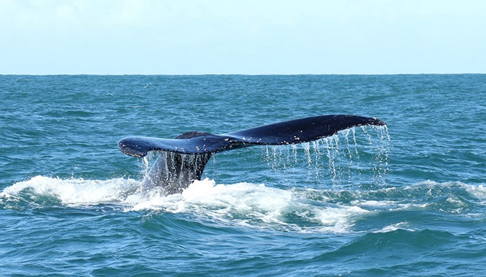 A whale tail splashes in the ocean near Knysna during a marine safari