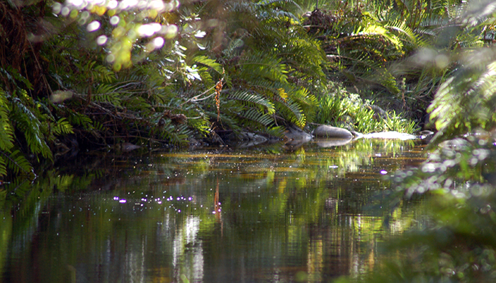 A still forest stream surrounded by green ferns and dappled sunlight