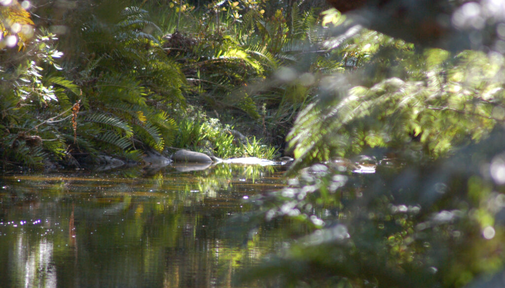 Forest stream at Jubilee Creek in the Goudveld area near the old Millwood gold mines.