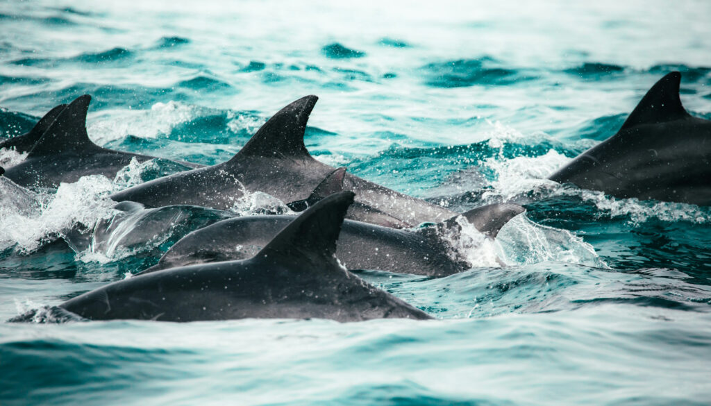 Pod of dolphins swimming in the ocean in Knysna, South Africa