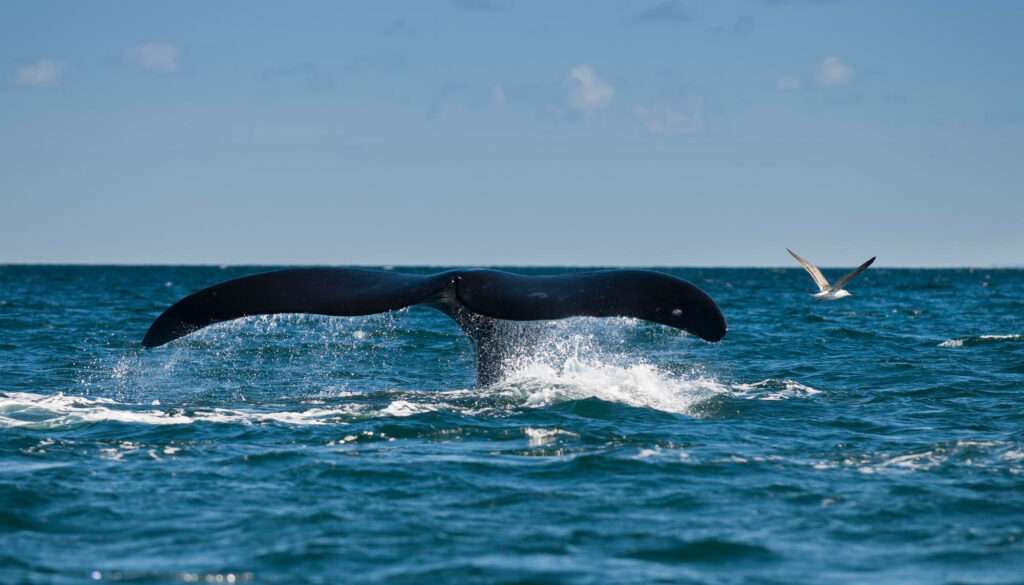 Whale swimming off the Garden Route coast near Knysna