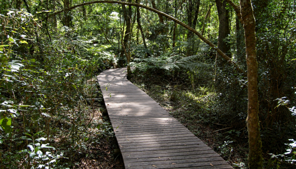 Forest boardwalk near Knysna
