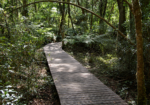 Forest boardwalk near Knysna