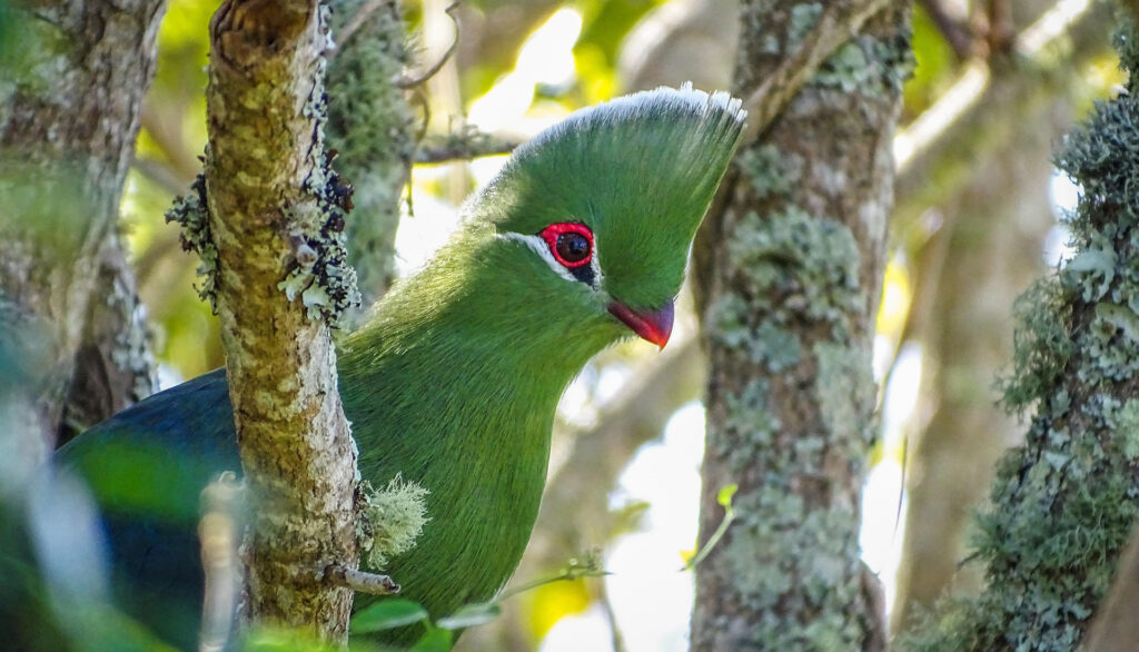 Knysna loerie in the forest near Knysna