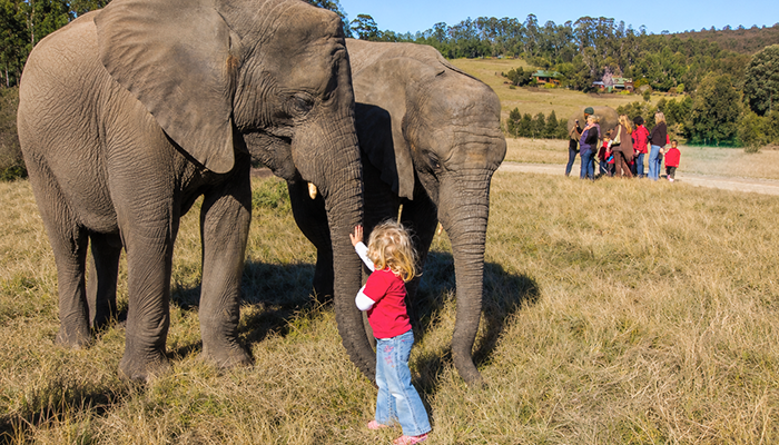 Child meeting elephants at Knysna Elephant Park near Knysna