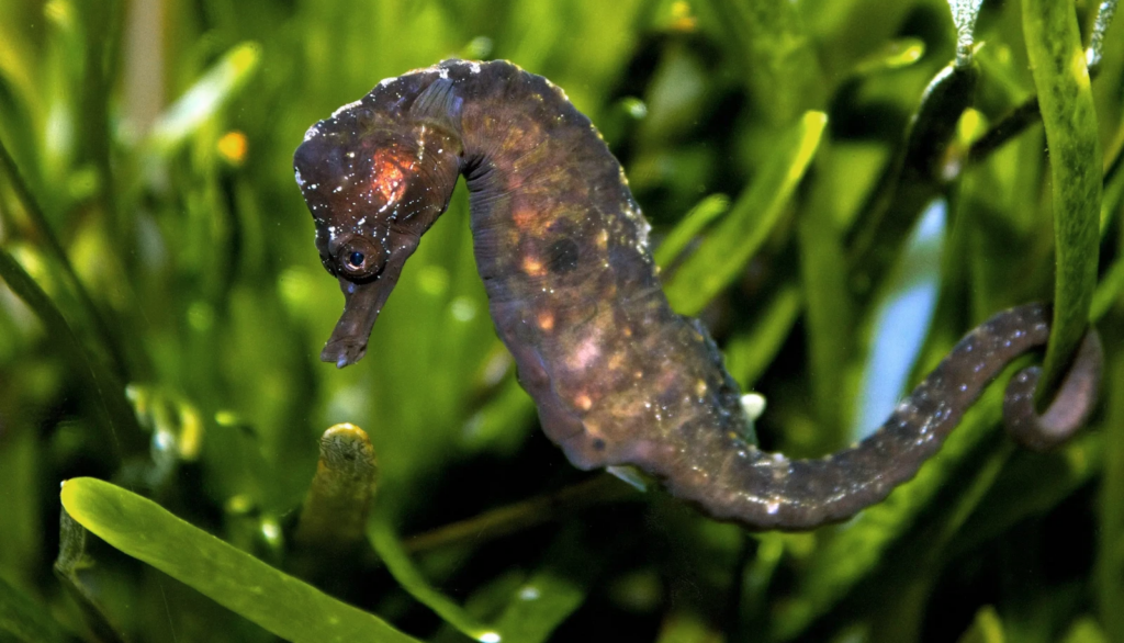 Knysna seahorse in seagrass