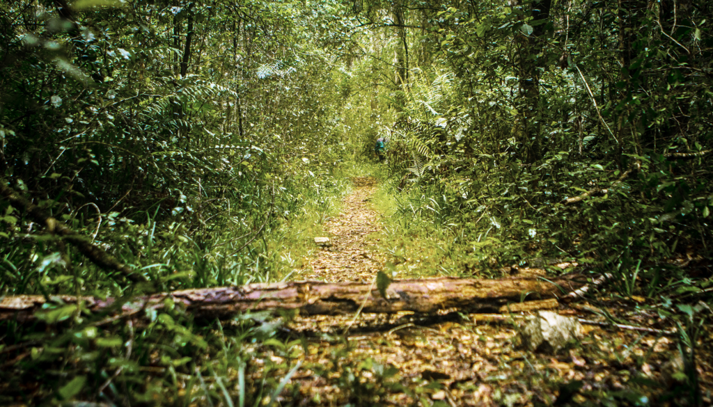 Forest path in the Knysna Forest