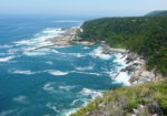 Rugged coastline and forest in Tsitsikamma National Park
